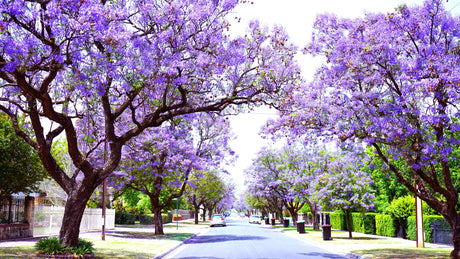 Flowering Trees