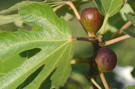 Fig Trees