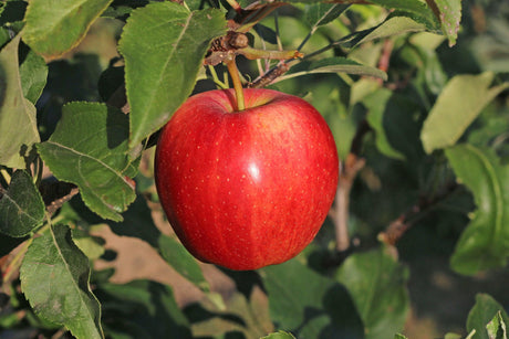 Apple Trees