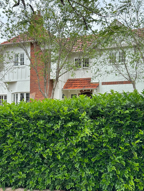 Screening Plants for Privacy