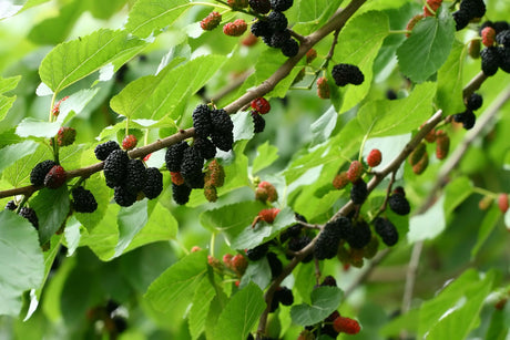 Mulberry Trees