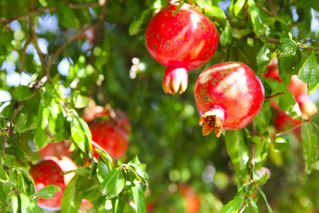 Pomegranate Trees