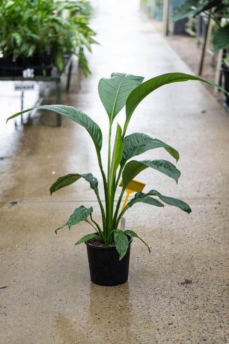 Indoor Flowering Plants