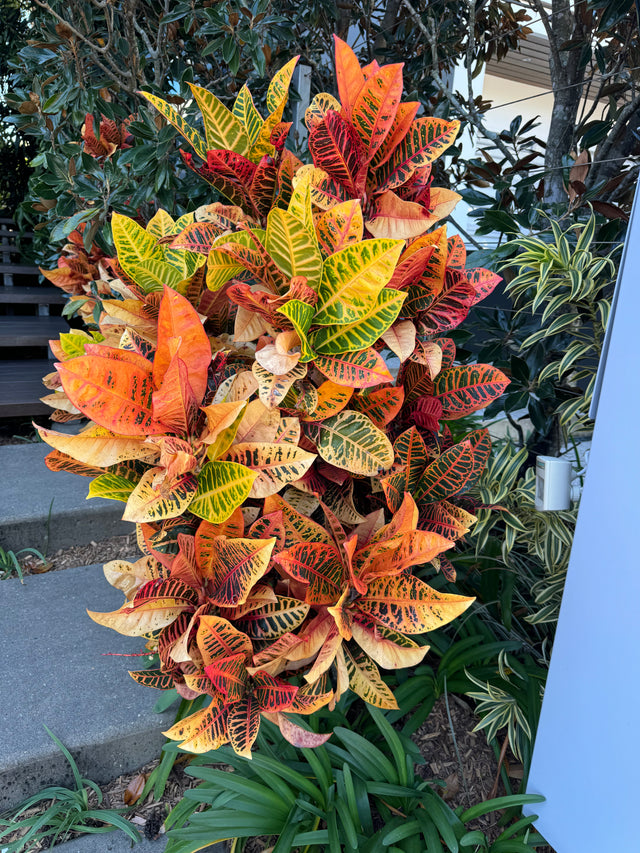 Croton - Codiaeum variegatum - Brisbane Plant Nursery