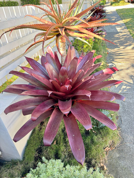 Giant Silver Plum Bromeliad - Aechmea fasciata 'Silver Plum' - Brisbane Plant Nursery