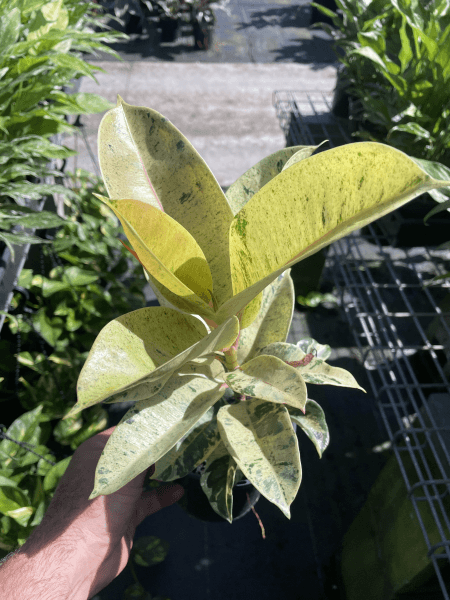 Marble Rubber Band Tree - Ficus elastica Marble - Brisbane Plant Nursery