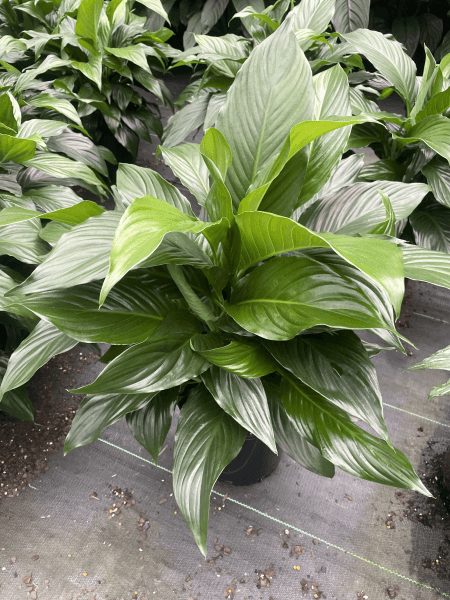 Sweet Romano Peace Lily - Spathiphyllum 'Sweet Romano' - Brisbane Plant Nursery