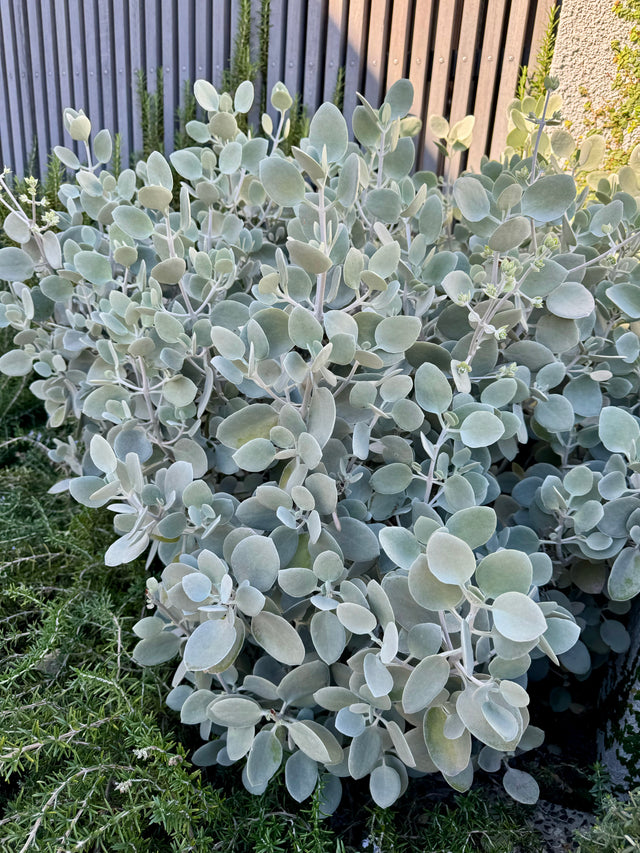 Silver Spoons Kalanchoe - Kalanchoe ‘Silver Spoons’ - Brisbane Plant Nursery