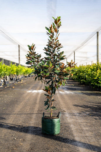 Trees – Brisbane Plant Nursery