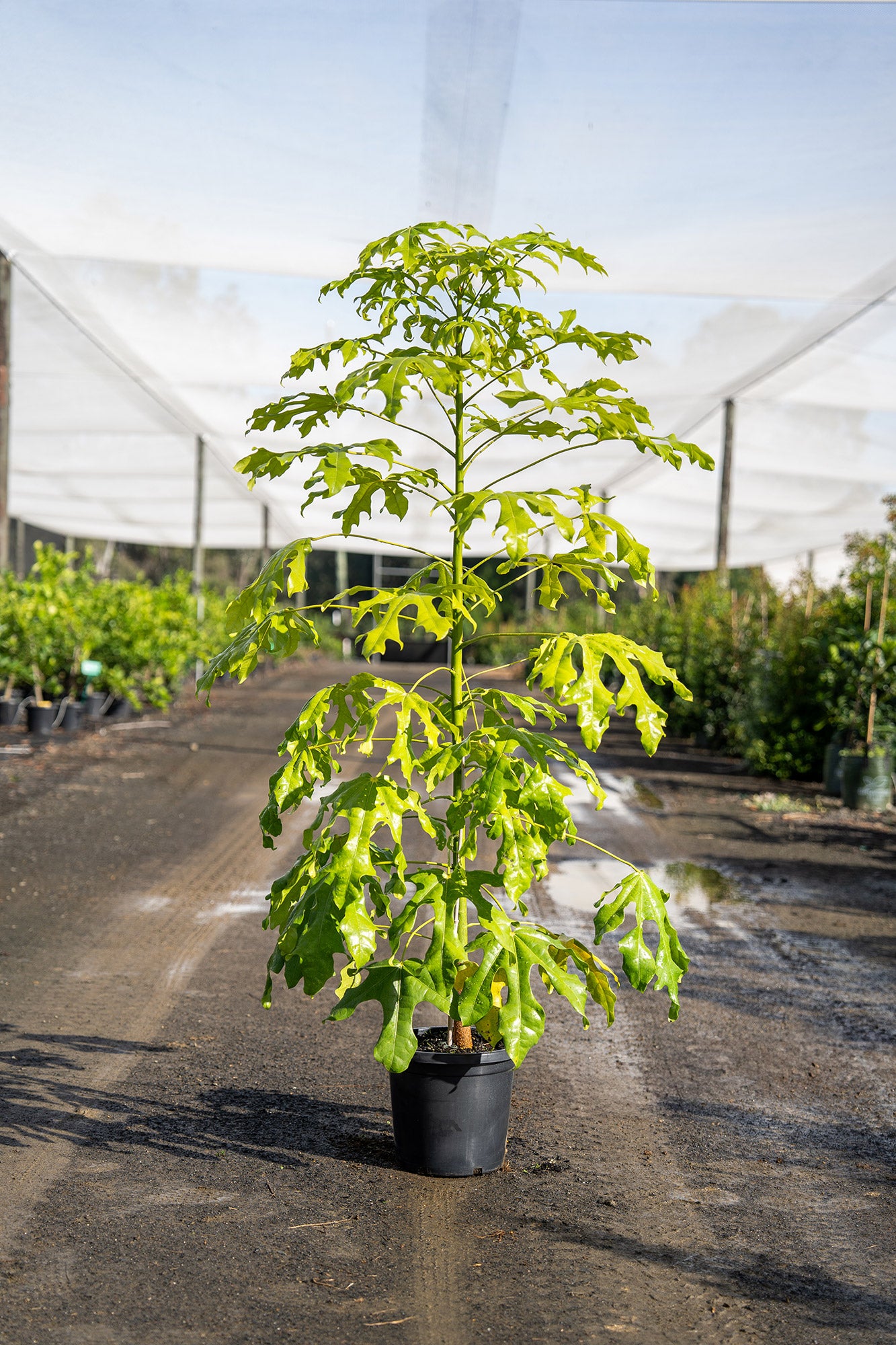 Illawarra Flame Tree - Brachychiton acerifolius – Brisbane Plant Nursery