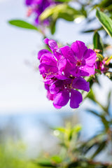 Alstonville Tibouchina - Tibouchina lepidota 'Alstonville' - Brisbane Plant Nursery