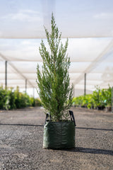 Spartan Juniper - Juniperus chinensis 'Spartan' - Brisbane Plant Nursery