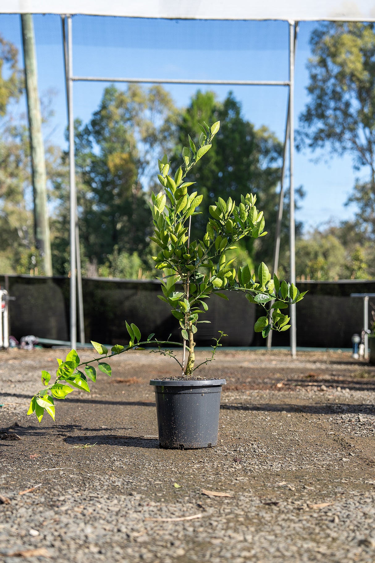 Washington Navel Orange Tree - Citrus sinensis - Brisbane Plant Nursery