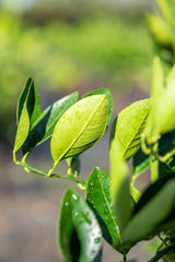 Washington Navel Orange Tree - Citrus sinensis - Brisbane Plant Nursery