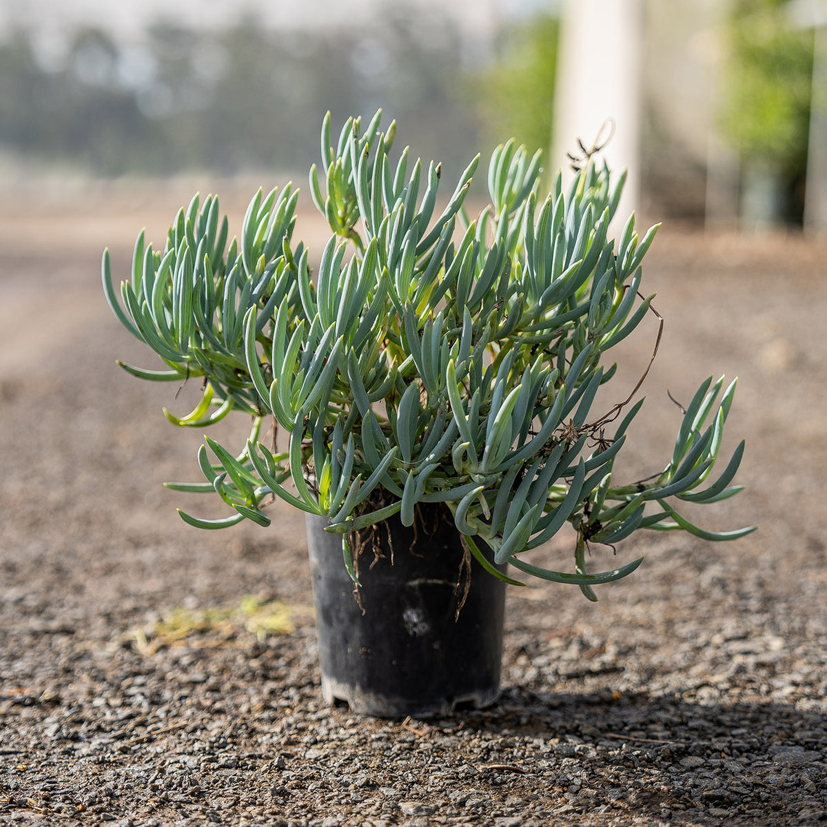 Senecio mandraliscae 'Blue Chalksticks' – Brisbane Plant Nursery