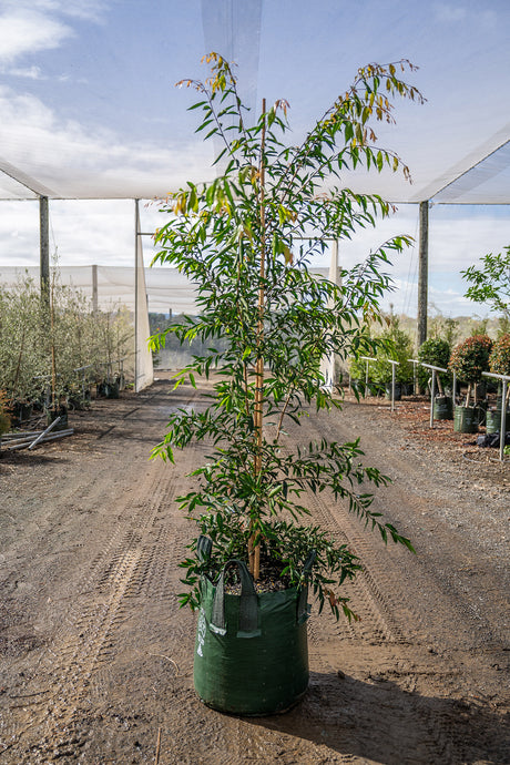 Waterhousia floribunda - Weeping Lilly Pilly