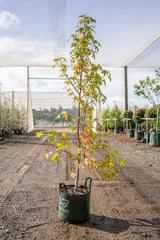 American Sweetgum - Liquidambar styraciflua - Brisbane Plant Nursery