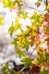 American Sweetgum - Liquidambar styraciflua - Brisbane Plant Nursery