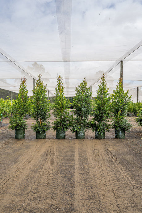 Lilly Pilly Resilience - Syzygium australe 'Resilience' - Brisbane Plant Nursery