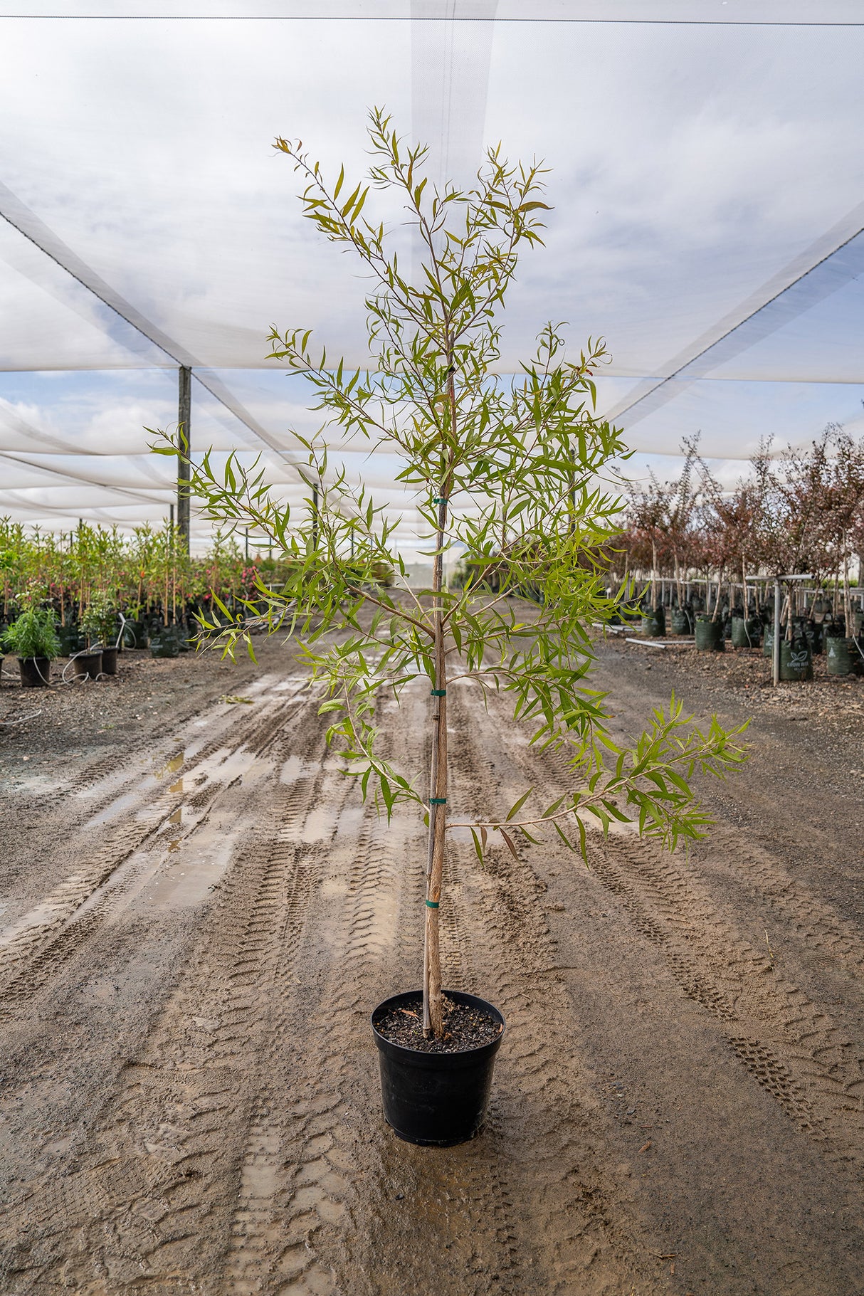 White Bottlebrush - Callistemon salignus - Brisbane Plant Nursery