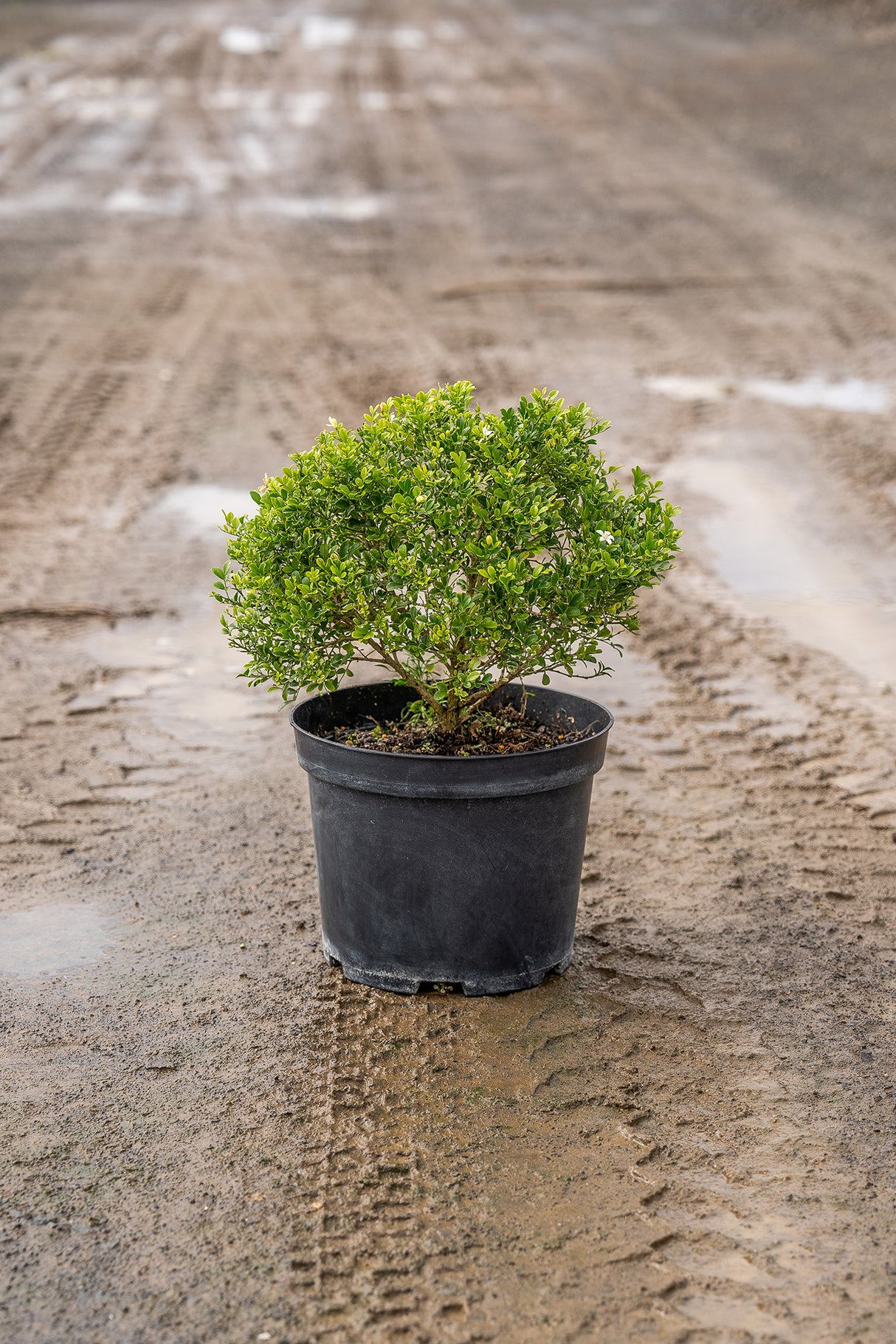 Min-a-Min Mock Orange - Murraya paniculata 'Min-a-Min' - Brisbane Plant Nursery