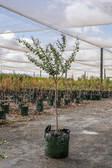 White Crepe Myrtle - Lagerstroemia 'Natchez' - Brisbane Plant Nursery