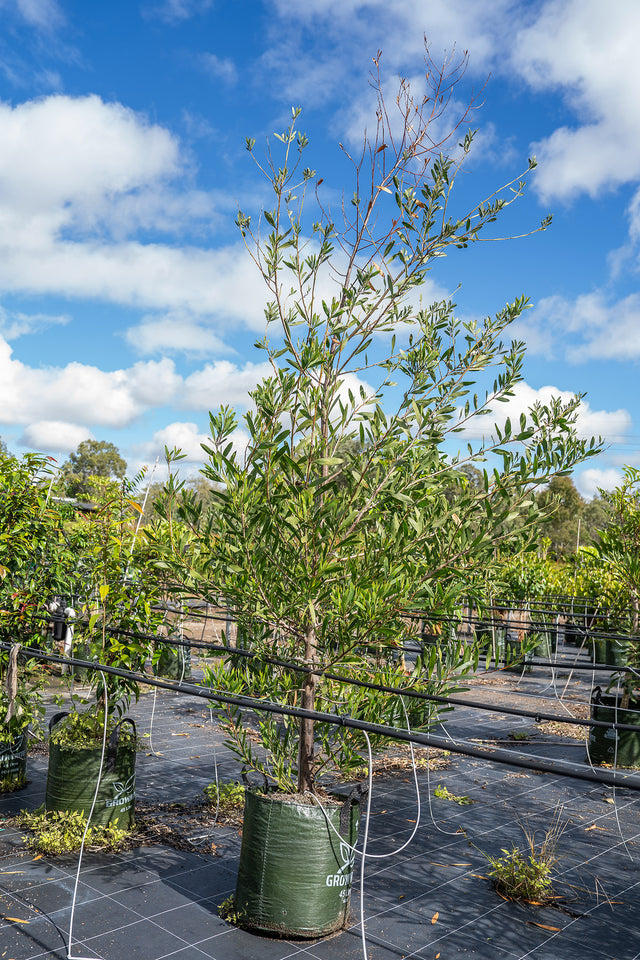 Golden Wattle - Acacia pycnantha - Brisbane Plant Nursery