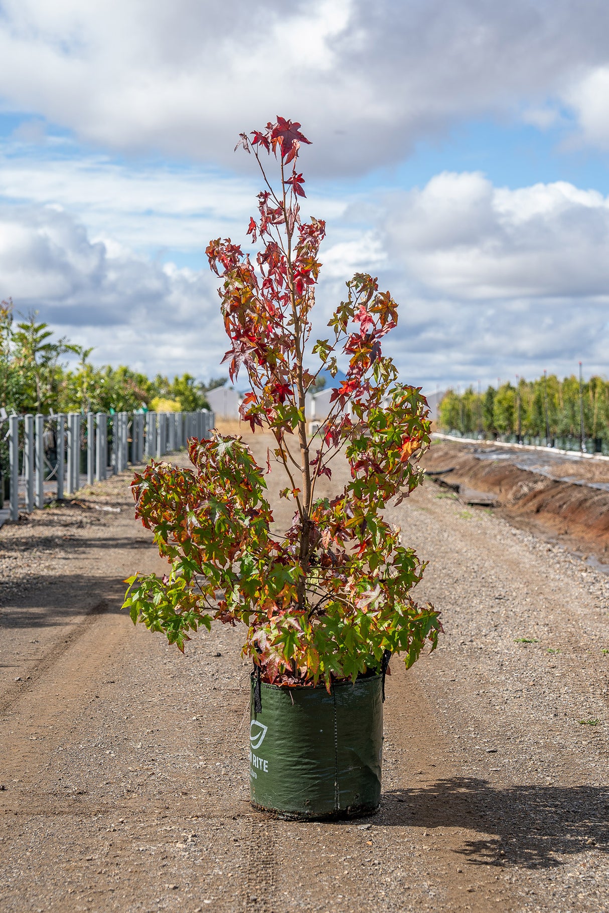 American Sweetgum - Liquidambar styraciflua - Brisbane Plant Nursery