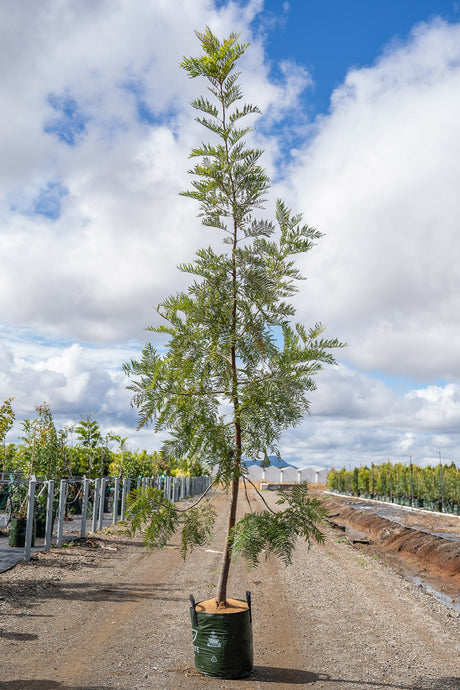 Southern Silky Oak Tree - Grevillea robusta - Brisbane Plant Nursery