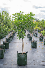 Tuckeroo Tree - Cupaniopsis anacardioides - Brisbane Plant Nursery