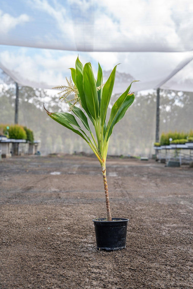 New Conga Cordyline - Cordyline fruticosa 'New Conga' - Brisbane Plant Nursery