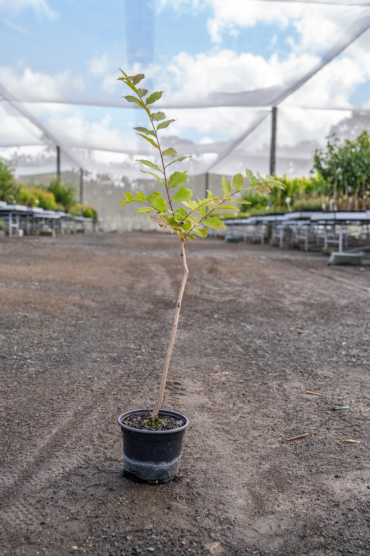 White Crepe Myrtle - Lagerstroemia 'Natchez' - Brisbane Plant Nursery