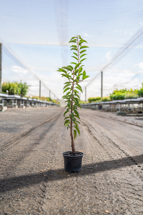 Portuguese Laurel - Prunus lusitanica - Brisbane Plant Nursery