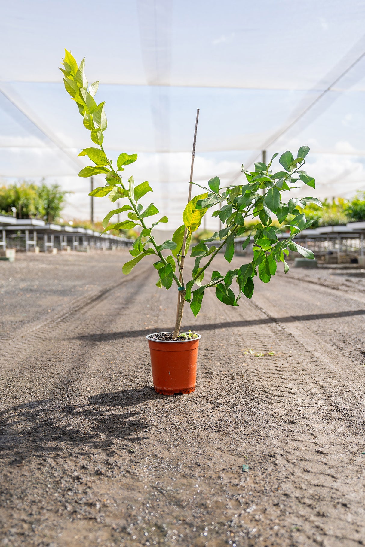 Eureka Lemon Tree - Citrus limon 'Eureka' - Brisbane Plant Nursery