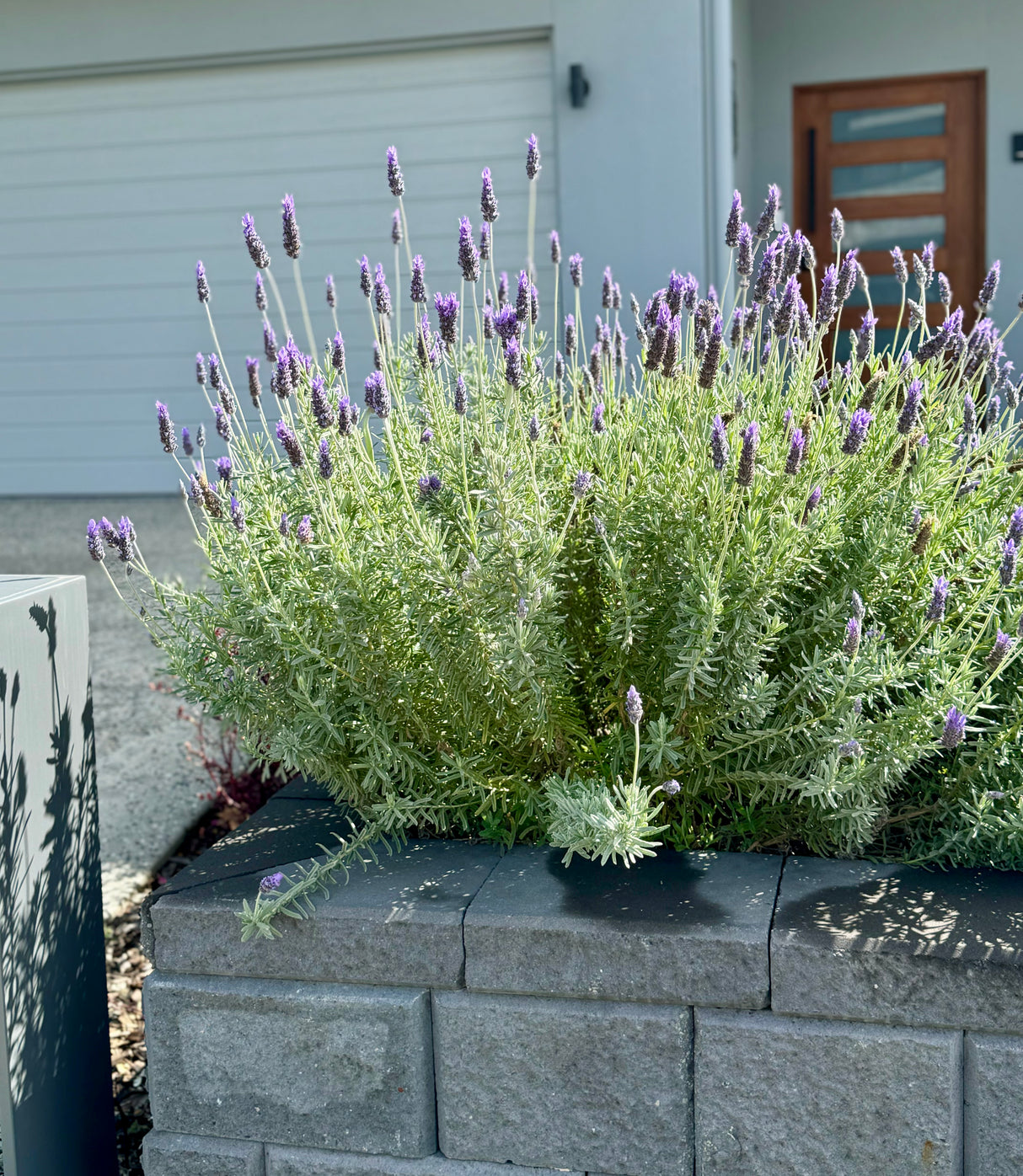 French Lavender - Lavandula dentata