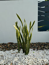 Laurentii Snake Plant - Sansevieria trifasciata 'Laurentii'