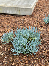 Blue Chalk Sticks - Senecio mandraliscae