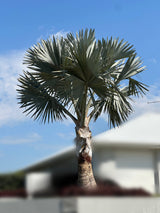 Bismarck Palm Tree - Bismarckia nobilis