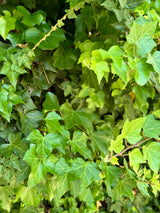 Boston Ivy - Parthenocissus tricuspidata