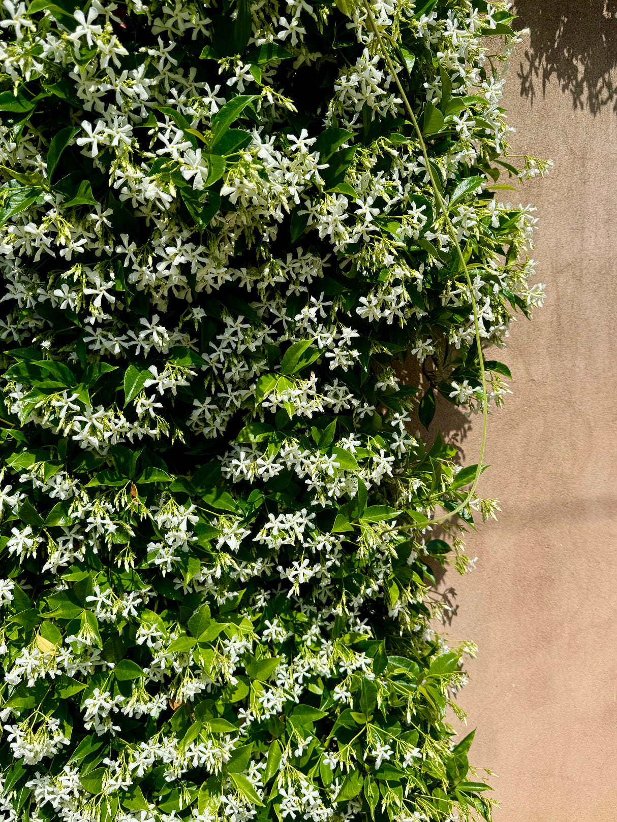 Star Jasmine - Trachelospermum jasminoides