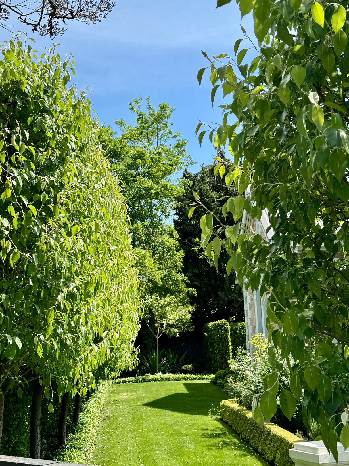 Chanticleer Pear - Pyrus calleryana 'Chanticleer'