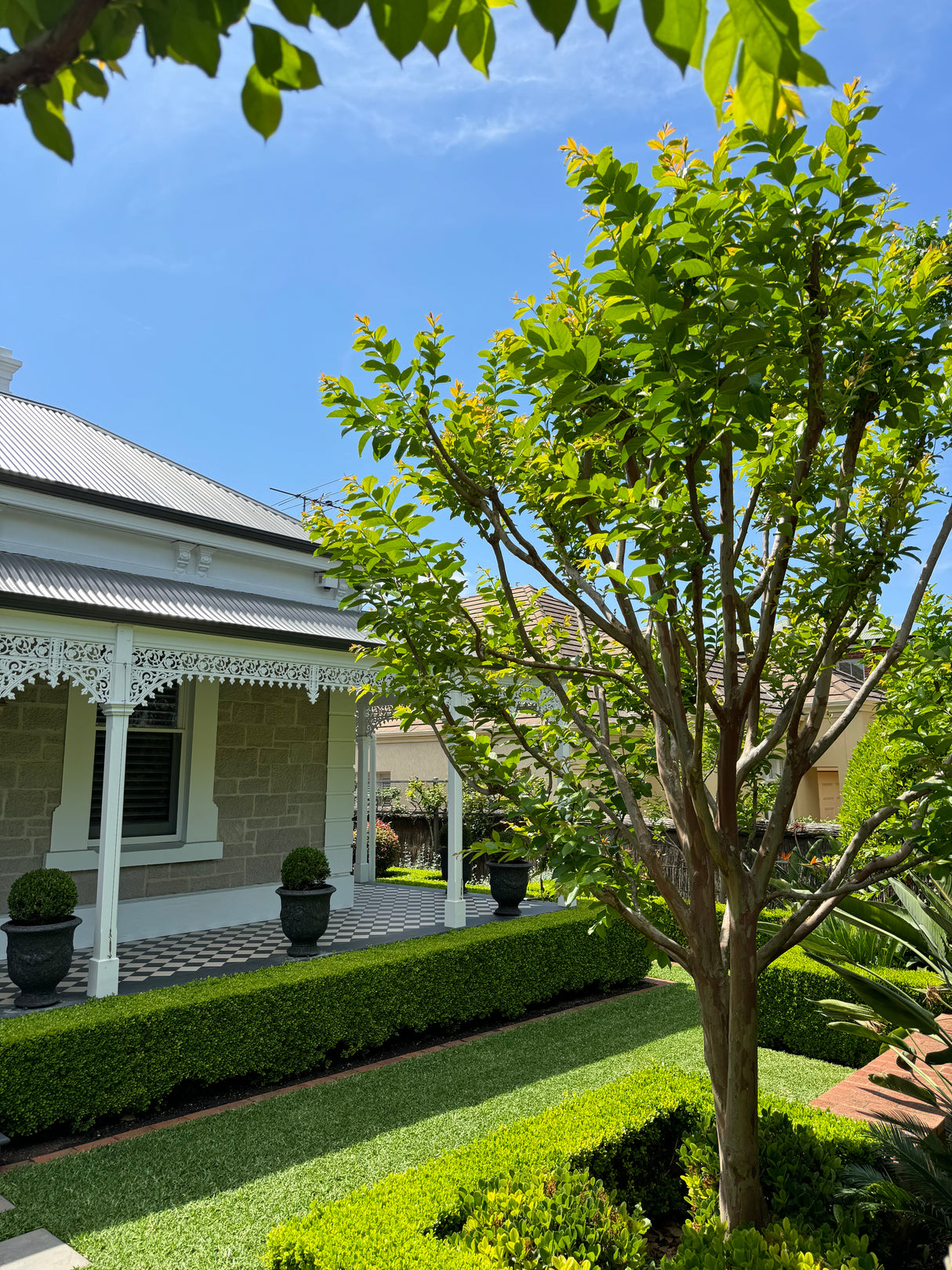 White Crepe Myrtle - Lagerstroemia 'Natchez'