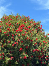 Kings Park Special Bottlebrush - Callistemon 'Kings Park Special'