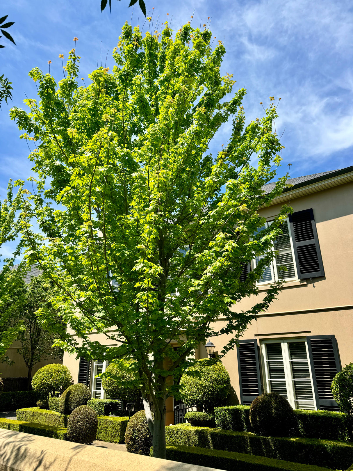 Japanese Maple Tree - Acer palmatum