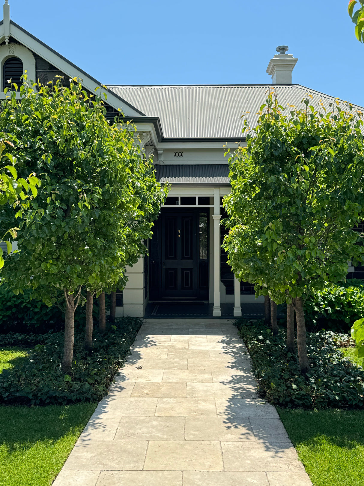 Capital Ornamental Pear - Pyrus calleryana 'Capital'