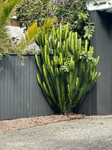 Cowboy Cactus - Euphorbia acrurensis - Brisbane Plant Nursery