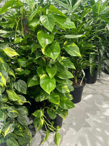 Green Gold Pothos Devil's Ivy - Epipremnum aureum 'Green Gold Pothos' - Brisbane Plant Nursery