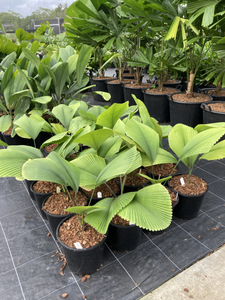 Orbicular Fan Palm - Licuala orbicularis - Brisbane Plant Nursery