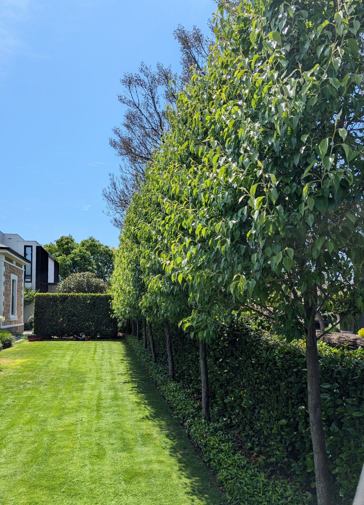 Chanticleer Pear - Pyrus calleryana 'Chanticleer'