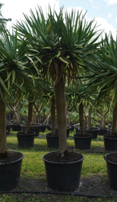 Dragon Tree - Dracaena draco - Brisbane Plant Nursery